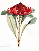 Telopea speciosissima,18th century