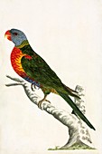 Rainbow lorikeet,18th century
