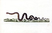 Australian snake,18th century
