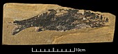 Palaeoniscus freislebeni,fish fossil