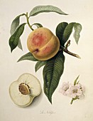 La Noblesse Peach (1818)