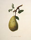 St Germain Pear (1818)