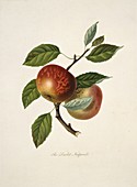 Scarlet Nonpareil Apple (1818)