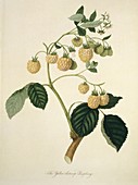 Yellow Antwerp Raspberry (1818)
