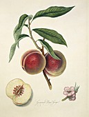Grosse Mignon Peach (1818)