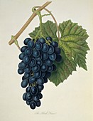 Black Prince Grape (1818)