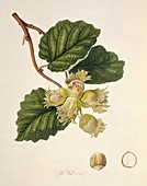 Hazelnut (1818)