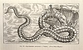 Sea serpent attacking a ship,1886
