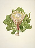 Protea cynaroides,18th century