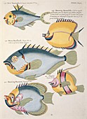 Fish artworks from Renard,18th century