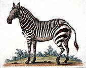 Zebra,18th century
