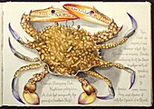 Flower crab,artwork