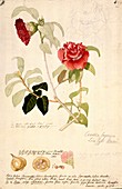 Camellia japonica,18th century artwork
