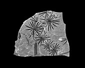 Fossil Calamites leaves