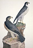 Peregrine falcons,artwork