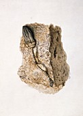 Fossil crinoid,artwork