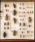 Collection of beetles