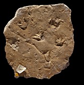 Fossil amphibian footprints