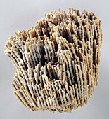 Goldfuss coral fossil
