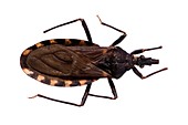 Kissing bug