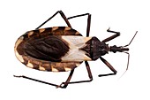 Triatomine bug