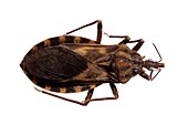 Triatomine bug