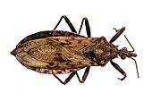 Triatomine bug