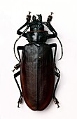 Titan beetle