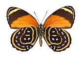 Eighty eight butterfly