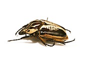 Goliath beetle