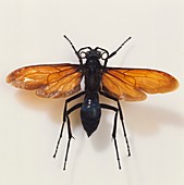 Tarantula hawk wasp