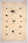 Spiders,18th century artwork