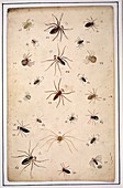 Spiders,18th century artwork