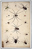 Spiders,18th century artwork