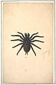 Spiders,18th century artwork