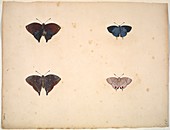 Butterflies,18th century artwork