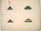 Butterflies,18th century artwork