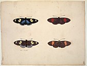 Butterflies,18th century artwork