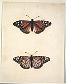 Butterflies,18th century artwork