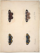 Butterflies,18th century artwork