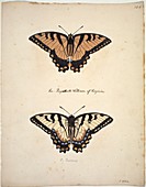 Eastern tiger swallowtail,artwork