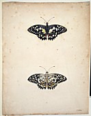 Butterflies,18th century artwork