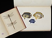 Dragonfly and fish illustrations