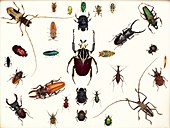 Various beetle specimens