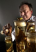 Curator with fish specimens