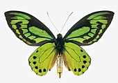 Birdwing butterfly