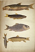 Fish,19th century artwork