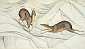 Alpine musk deer,artwork