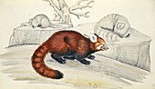 Red panda,artwork