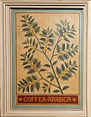 Coffee (Coffea arabica),decorative panel
